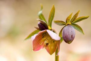 fleur d'hellébore dans la nature, fleurs sauvages du début du printemps photo