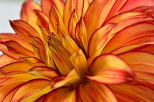 fleur de dahlia orange rouge et jaune gros plan de pétales photo