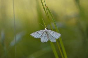 papillon à veines noires, papillon blanc en gros plan dans la nature photo