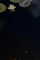fleur de nénuphar blanc dans un lac, dans l'eau, plantes aquatiques photo