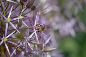 oignon persan ou fleur d'étoile de perse et une abeille en gros plan, photo