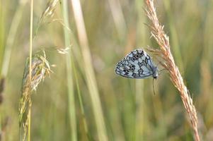 papillon marbré blanc, noir et blanc à l'état sauvage photo