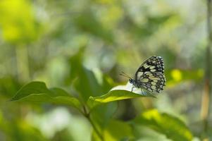 papillon blanc marbré sur une feuille verte, noir et blanc photo