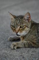 portrait de chat, chat errant rayé au sol, photo