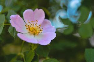 rose de chien dans la nature, fleur rose tendre en fleurs. rose sauvage. photo