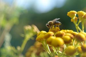 abeille sur une fleur jaune tansy, pollinisateur, gros plan. photo