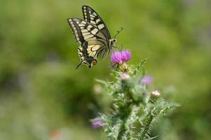 Papillon machaon de l'ancien monde sur une fleur de chardon lance photo