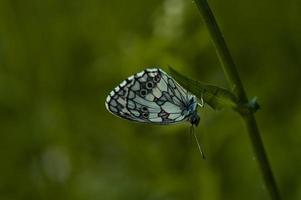 noir et blanc, papillon blanc marbré dans la nature photo