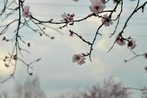 photo nature fleur d'arbre rose, pétales roses pastel, printemps