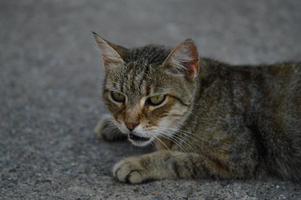 portrait de chat, chat errant rayé au sol, photo