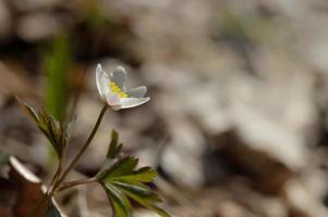 anémone des bois, fleur sauvage blanche commune, dans la nature photo