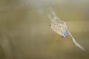 Petit papillon argus brun sur une plante en macro nature photo