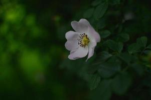 une rose sauvage, une rose de chien, une tête de fleur sur le buisson photo