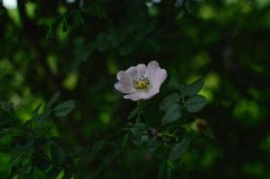 une rose sauvage, une rose de chien, une tête de fleur sur le buisson photo