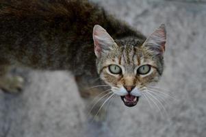 portrait de chat chat miaou, chat qui miaule, photo
