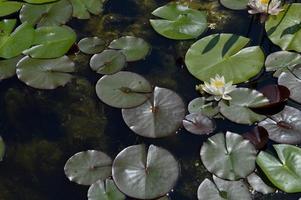 fleur de nénuphar blanc dans un lac, dans l'eau, plantes aquatiques photo