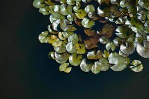 feuilles de nénuphar dans le lac, feuilles vertes photo