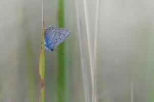 Papillon bleu commun sur une feuille dans la nature macro close up photo