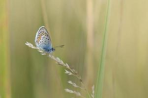 papillon bleu commun, petit papillon bleu et gris, macro photo