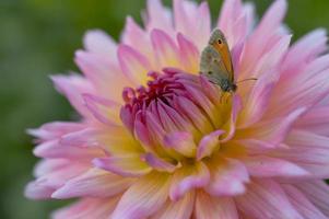 petite bruyère sur une fleur de dahlia rose et jaune, macro photo