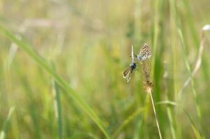 deux petits papillons sur une plante, macro, bleu commun photo