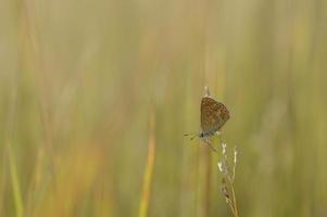 papillon bleu commun, petit papillon bleu et gris, macro photo