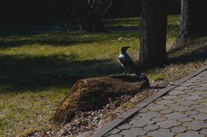 promenade dans le parc photo