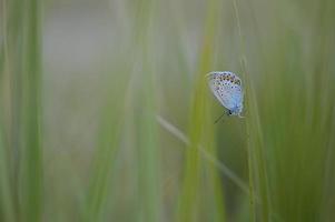 papillon bleu commun sur une feuille de près. photo