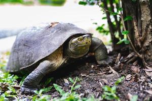 tortue brune marchant sur l'herbe. carapace de tortue blessée. notion de droits des animaux. photo