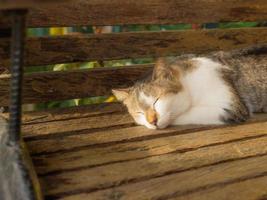chat rayé dort sur une chaise en bois au soleil. photo