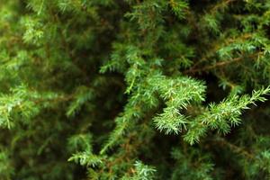 fond de branche de sapin vert gros plan photo