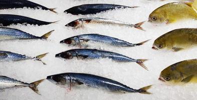 maquereau et poisson frais mis, congelés ou congelés sur glace à vendre au marché de la mer de fraîcheur ou au supermarché. groupe d'animaux et d'aliments non cuits. photo