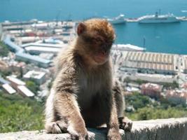 singe assis sur le mur. vue rapprochée. singes vivant en liberté. photo de vacances, vacances dans un pays tropical. temps parfait, ciel bleu et eau. vue magnifique.