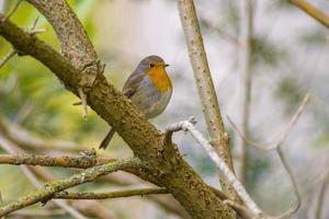 un rouge-gorge est assis sur une branche photo