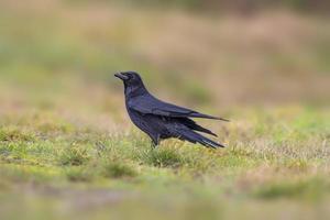 un corbeau du nord commun cherche de la nourriture dans un pré photo