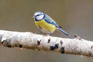 une mésange bleue est assise sur une branche photo