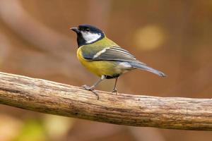 une mésange charbonnière est assise sur une branche photo