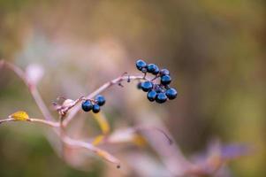 une branche avec des baies noires photo