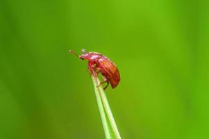 un insecte brun est assis sur une tige dans un pré photo