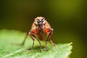 une mouche voleuse est assise sur une feuille et attend sa proie photo