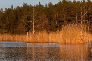 printemps dans les lacs des marais photo