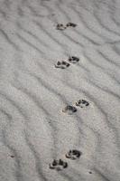 motifs dans le sable de la plage photo