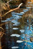 printemps dans les lacs des marais photo