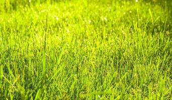 herbe fraîche après la pluie sous les rayons du soleil. bannière nature. mise au point sélective photo