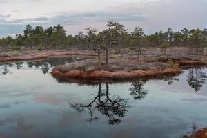 printemps dans les lacs des marais photo