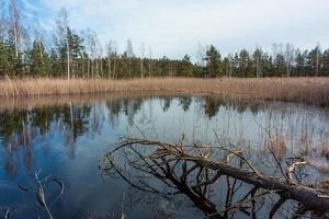 printemps dans les lacs des marais photo