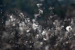 printemps dans les lacs des marais photo