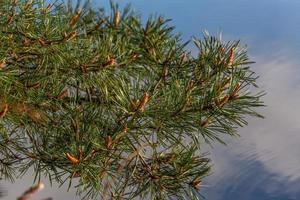 printemps dans les lacs des marais photo