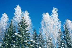 paysage. forêt d'hiver gelée avec des arbres couverts de neige. photo