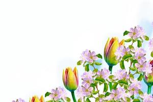 pomme de branche fleurie, tulipes. fleurs de printemps aux couleurs vives photo